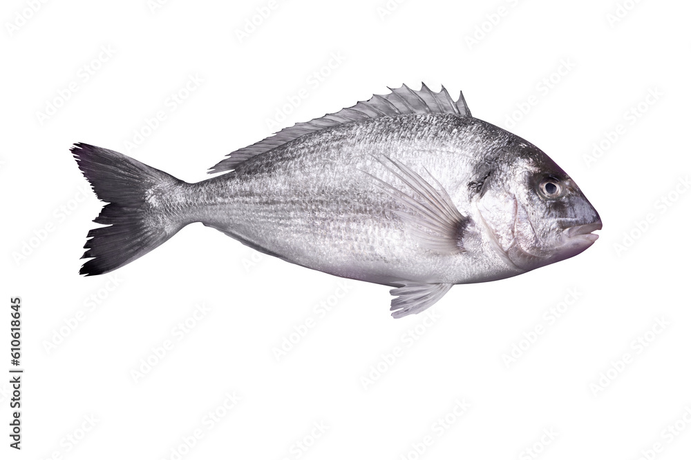 Fototapeta premium dorado fish isolated on transparent background, raw seafood