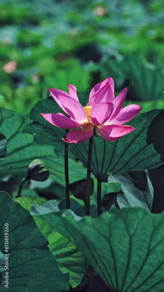 Summer Lotus Pond Classical Natural leaf flowers Poetic Wind rain dew petal Summer Lotus Pond Classical Natural leaf flowers Poetic Wind rain dew petal