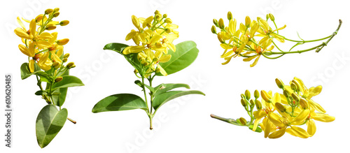 Fototapeta Naklejka Na Ścianę i Meble -  Cut out leaves and yellow flower isolated on white