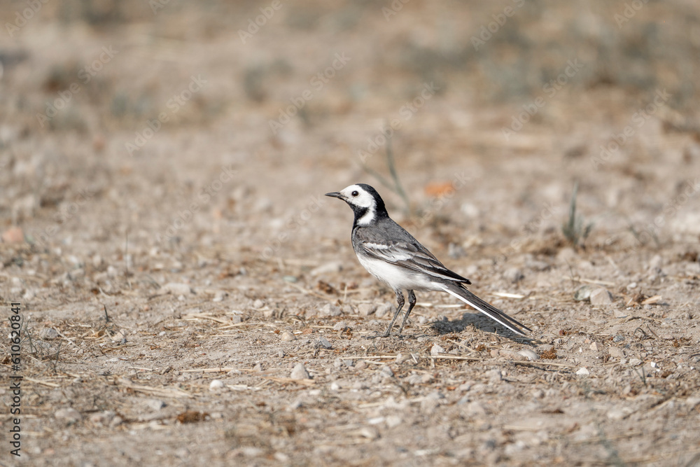 wagtail on the ground beautiful soft colours wagtail on the ground beautiful soft colours