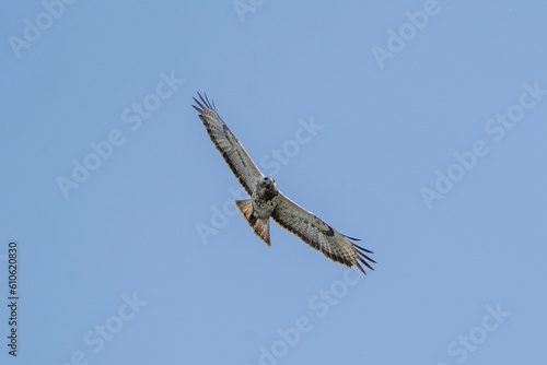 buzzard flying agains a blue sky