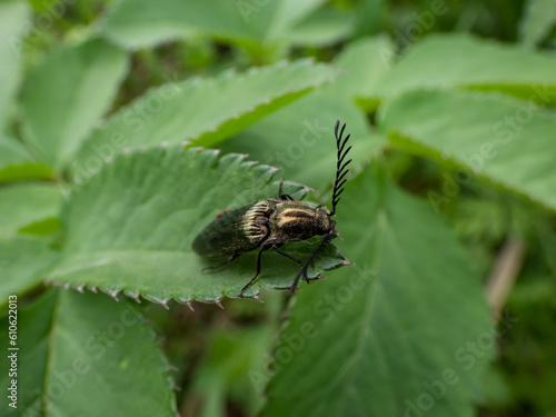 Male of the Click beetle (Ctenicera pectinicornis) with green metallic body with very distinctive ridges and strongly toothed antennae on head sitting on a plant in meadow photo