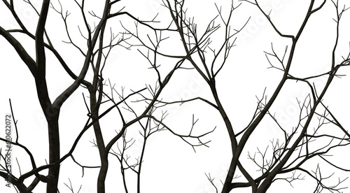 Silhouette bare trees branches forested 3d render png