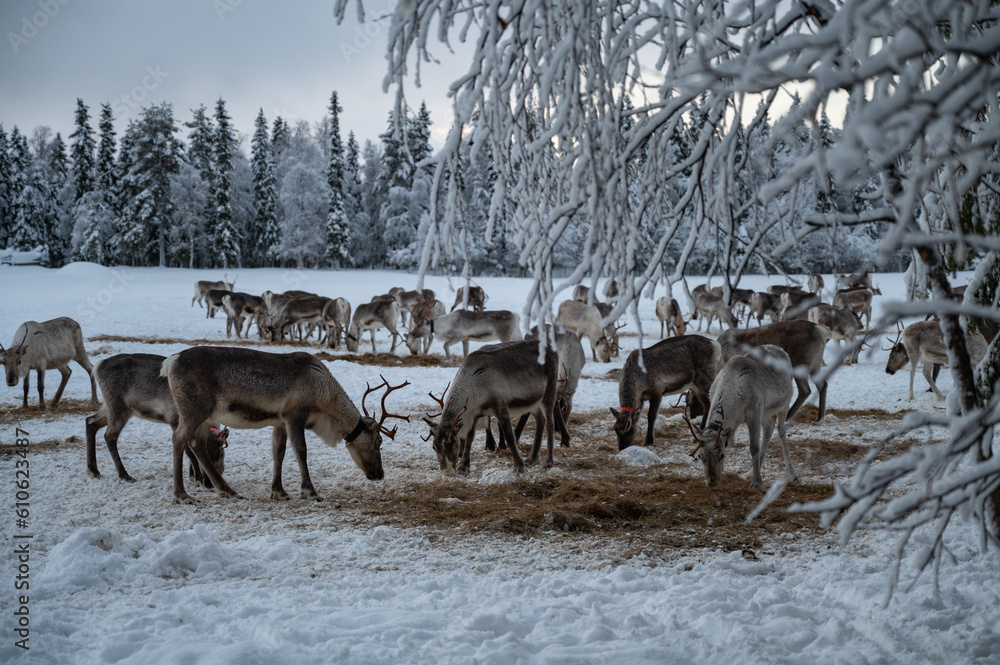 A group of reindeers in the enclosure during winter A group of reindeers in the enclosure during winter