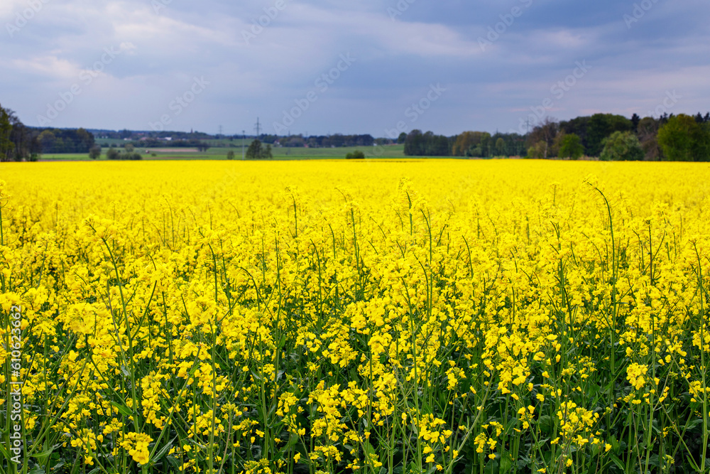 Obraz premium Panoramic View of Blooming Rapeseed Fields in European Farmland