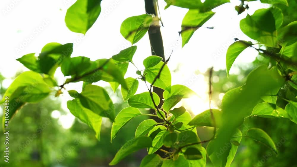 Sun getting through trees foliage. Slow motion shot close up, summer concept Sun getting through trees foliage. Slow motion shot close up, summer concept