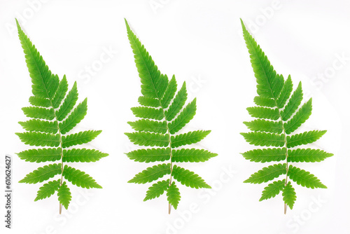 fern grass leaves on white background