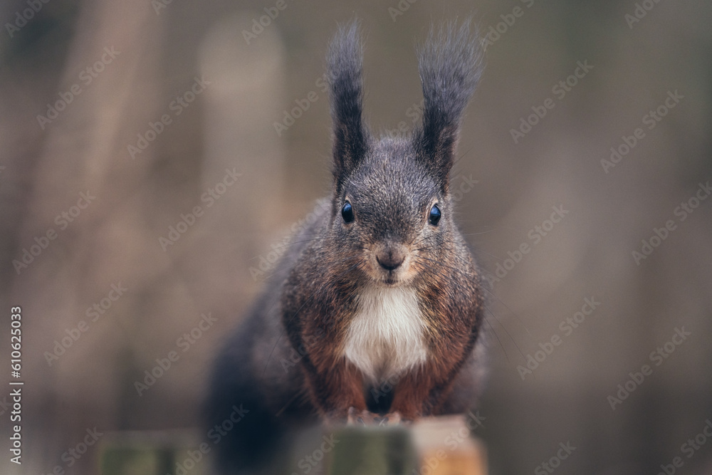 Fototapeta premium Eichhörnchen, draußen im Wald