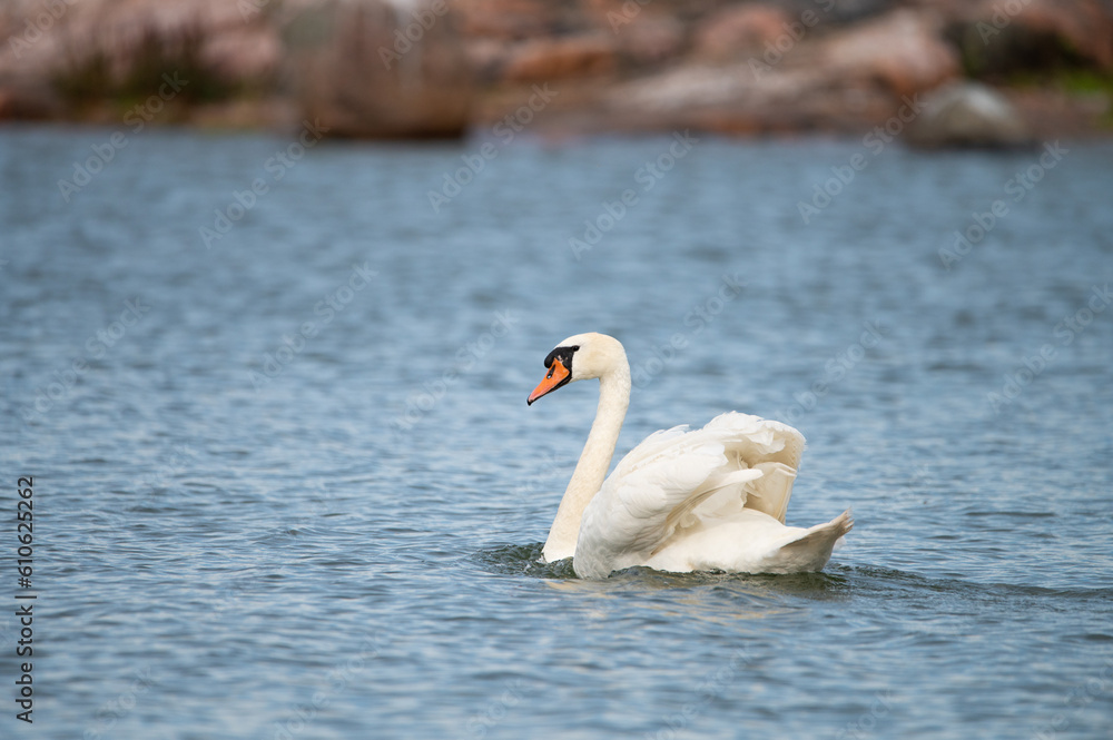 Fototapeta premium Swan swimming in the ocean