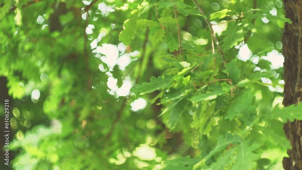Slow motion spring oak branch with leaves. Natural background Slow motion spring oak branch with leaves. Natural background
