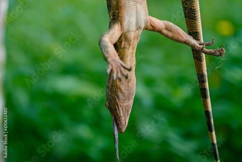 Dead Asian water monitor lizard varanus, dead animal