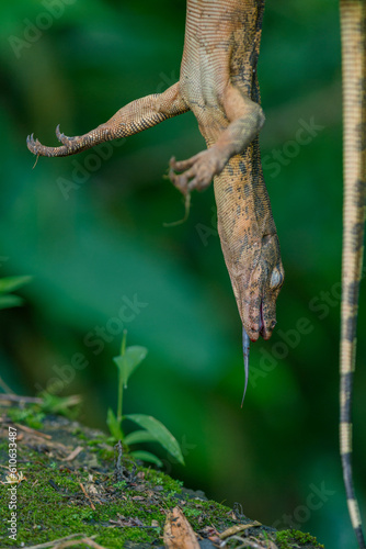 Dead Asian water monitor lizard varanus  dead animal