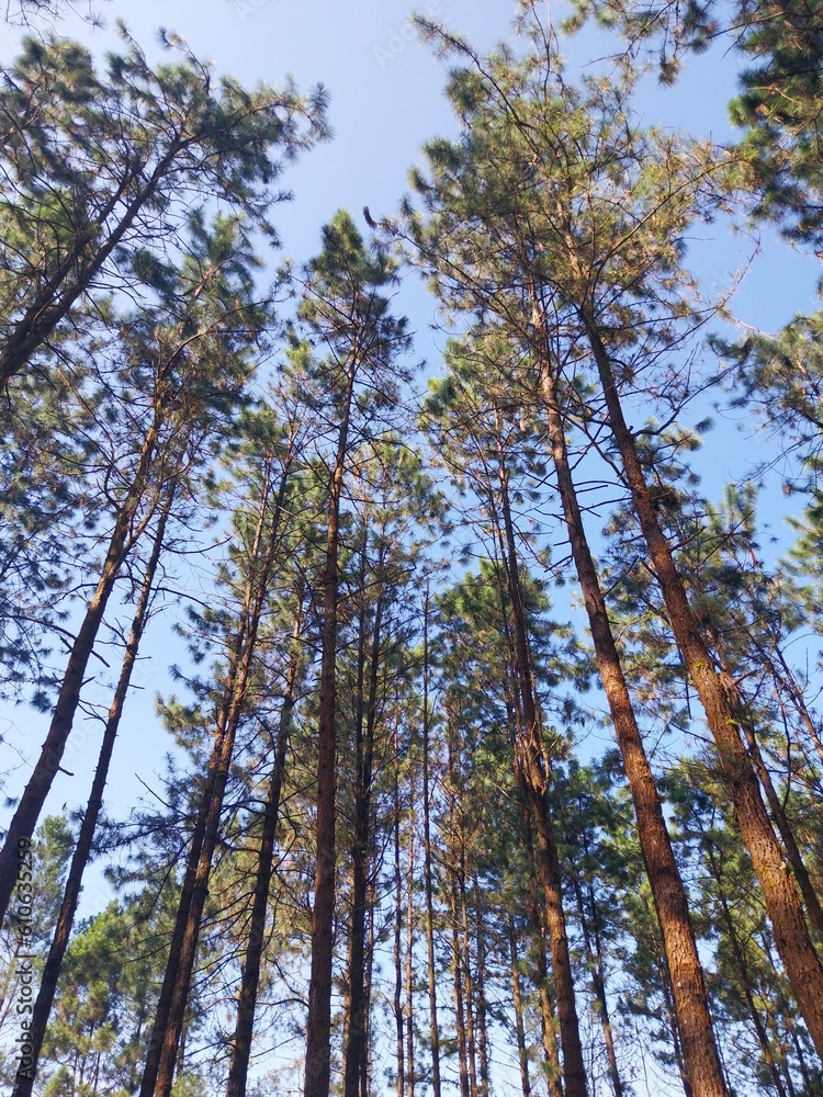 Fototapeta premium stock photo of a pine tree