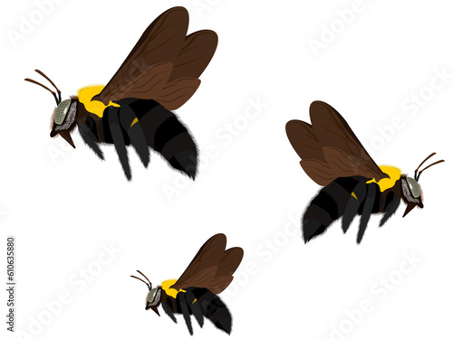 Carpenter bees on a white background.