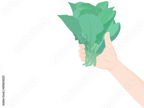 Kale in hand on white background.