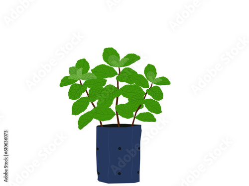 Melissa officinalis on white background.