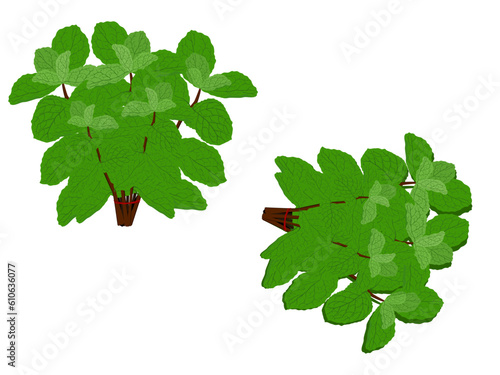 Melissa officinalis on white background.