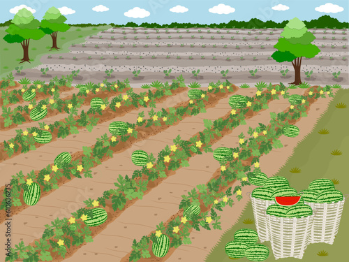 Watermelon trees planted in the plot.