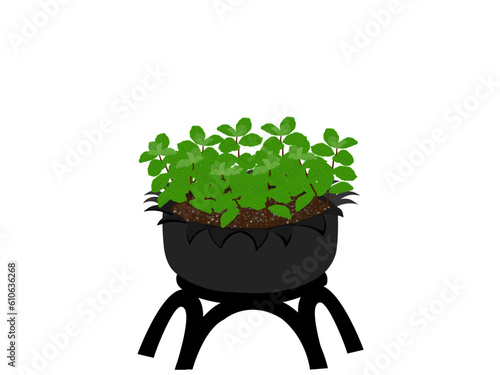 Melissa officinalis on white background.