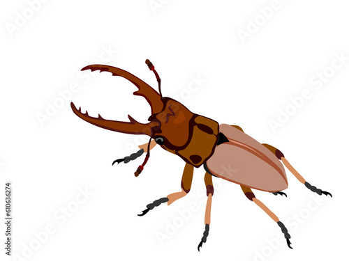 Prosopocoilus astacoides on a white background. photo