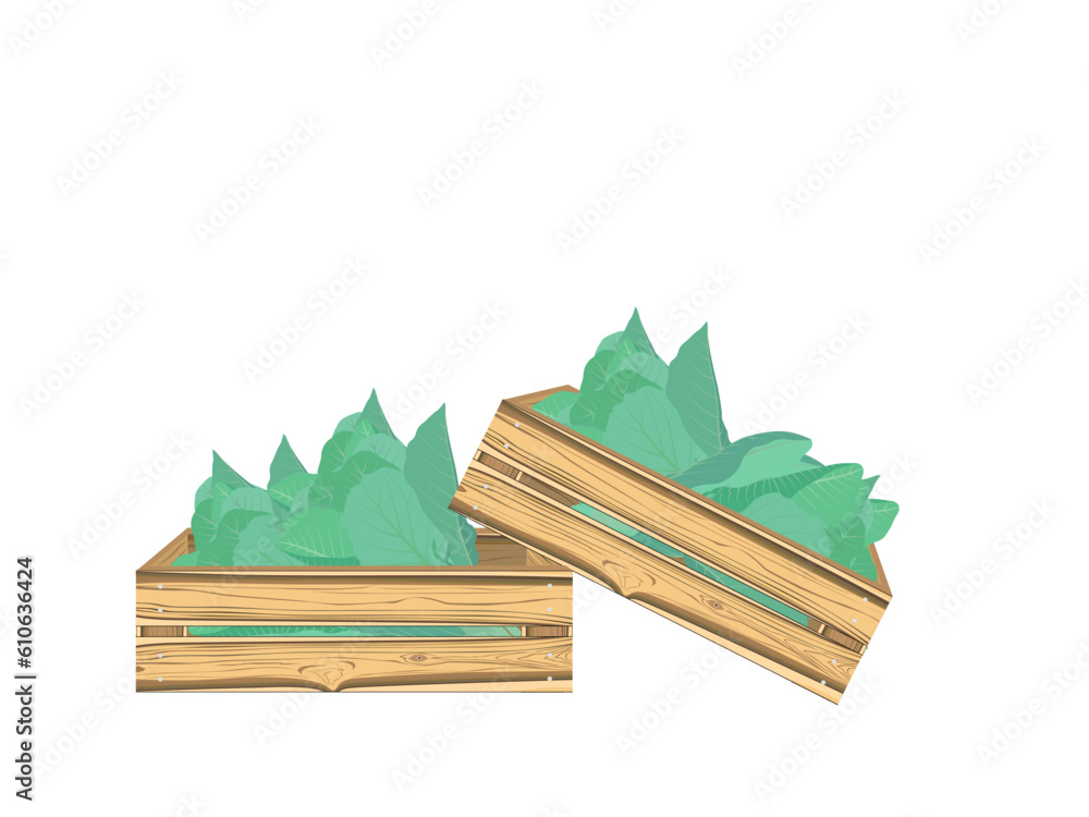 Kale put in a wooden box. Kale put in a wooden box.