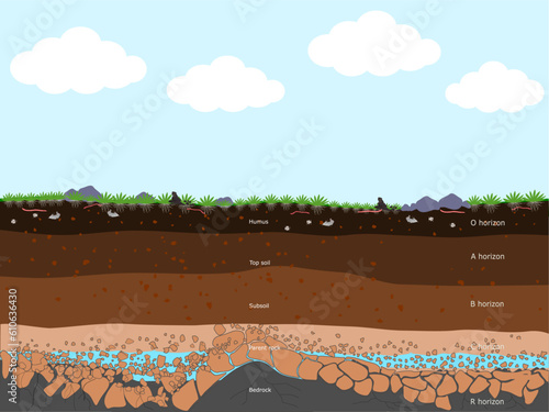 The section of the soil layer covered with grass.