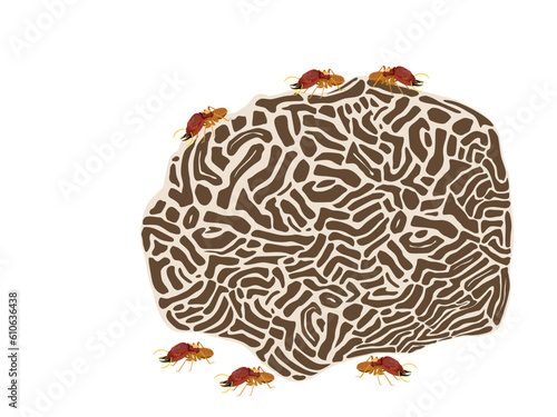 Termites on a white background.