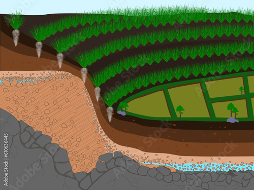 vetiver planting on sloped surfaces to prevent erosion, vector illustrator