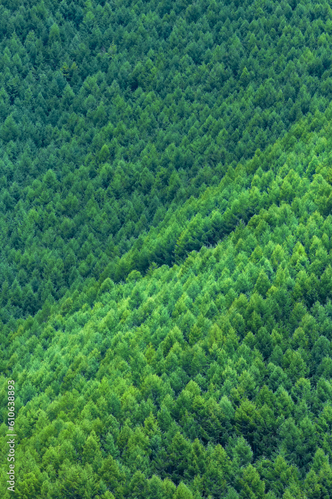 Obraz premium 新緑のカラマツ林