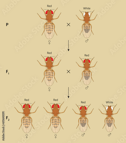 X-linked inheritance. Сross between Red-eyed female Fruit Fly (Drosophila melanogaster) and White-eyed male. photo