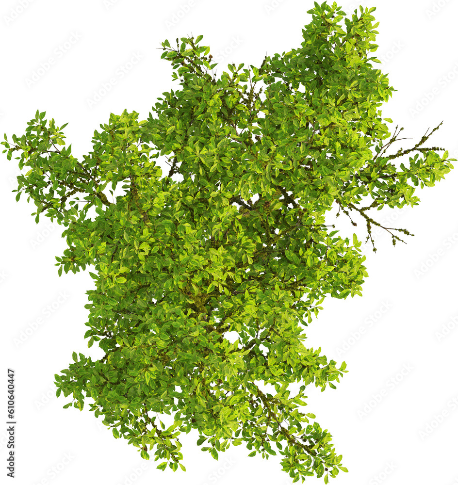 Top view of Cinnamomum Camphora tree Top view of Cinnamomum Camphora tree