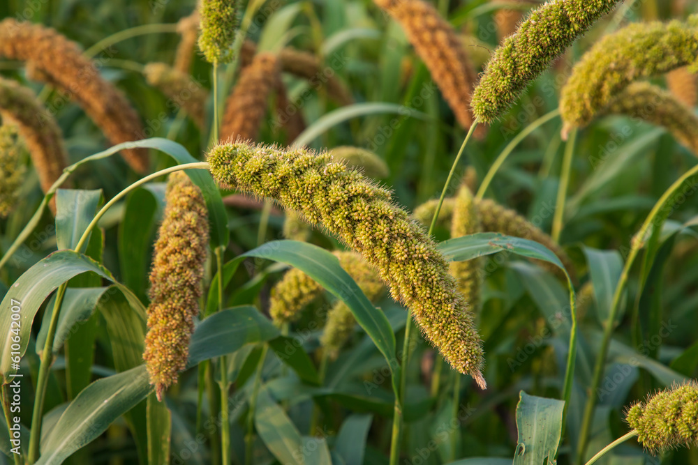 Obraz premium millet spike with Shallow depth of field. selective Focu