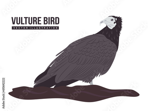 Vulture bird isolated on white background. Egyptian Vulture in flat and cartoon illustration. Animal vector illustration