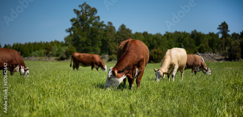 midleton cows grazing in a grass field
