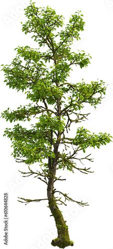 Side view of Cinnamomum Camphora tree