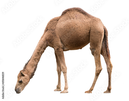 Arabian camel isolated on white background