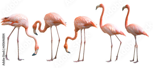 Beautiful flamingo bird isolated © Mara
