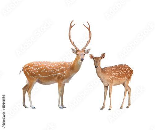 beautiful male and female sika deer isolated on white background