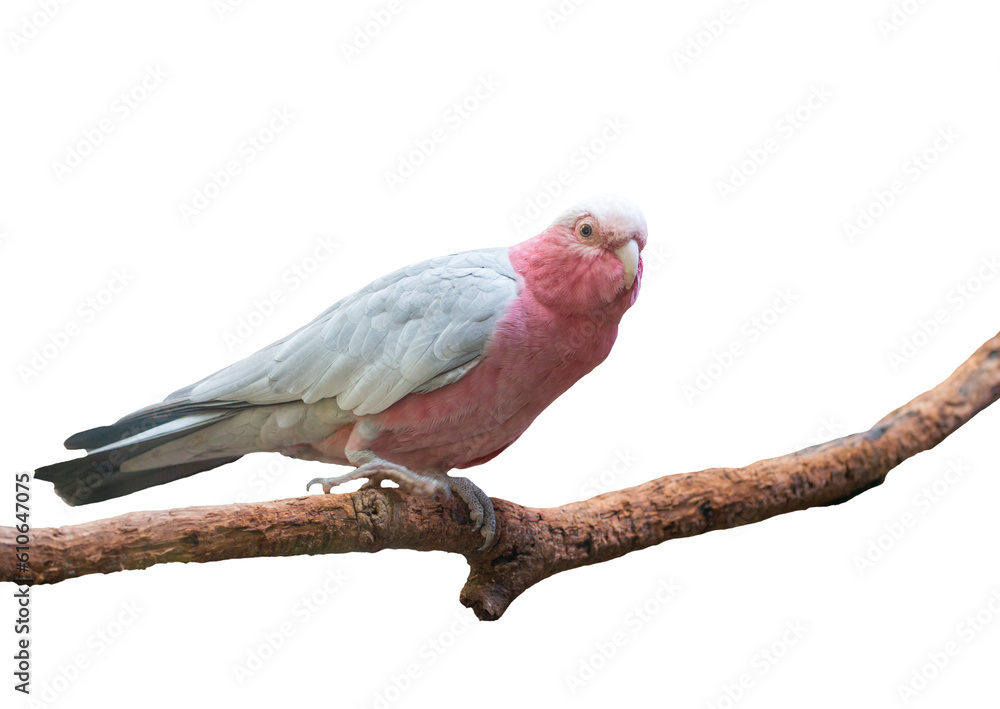 galah cockatoo scientific name (Cacatua roseicapilla) isolated on white