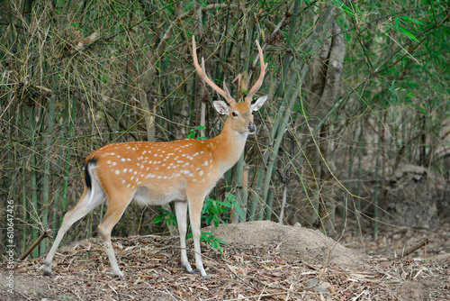 Fototapeta Naklejka Na Ścianę i Meble -  sika deer in forest