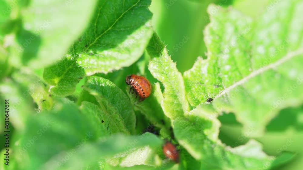 close-up. a Colorado potato beetle eating a potato leaf. close-up. a Colorado potato beetle eating a potato leaf.