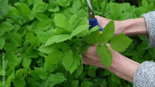 gout grass, hand holding shears, foraging edible plants photo