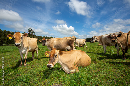 Obraz na plátně Resting cows