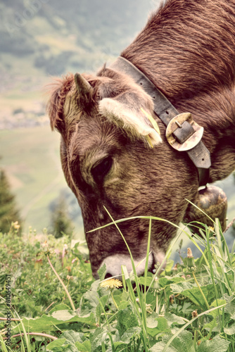 Kuh, Kalb im den Bergen vom Bregenzerwald Vorarlberg photo