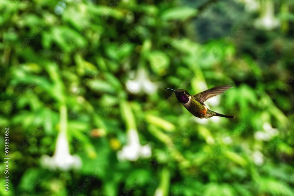 White-bellied Woodstar, hummingbird with clear green background White-bellied Woodstar, hummingbird with clear green background