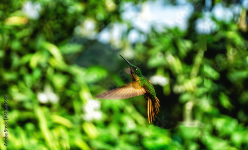 Hummingbird in flight, Ecuador photo