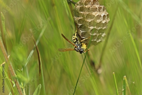 Heide-Feldwespe (Polistes nimpha) bei der Brutpflege auf ihrem Nest im Juni. photo