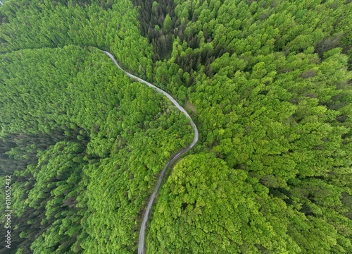 an asphalt road crossing the spring forest