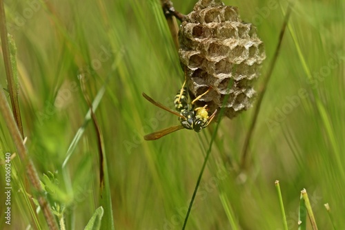 Heide-Feldwespe (Polistes nimpha) bei der Brutpflege auf ihrem Nest im Juni. photo