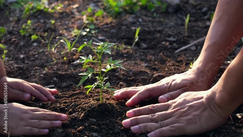Father and son using their hands to plant a trees in order to grow into big trees to make the environment better. Environmental conservation.